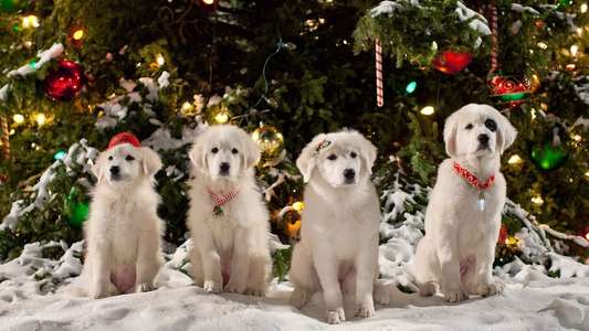 Santa Paws 2: The Santa Pups - Backdrop