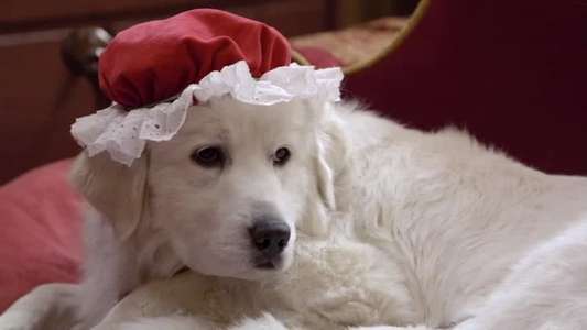 Santa Paws 2: The Santa Pups - Backdrop