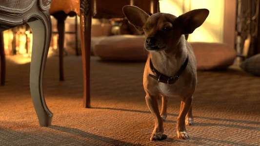 Beverly Hills Chihuahua 3 - Viva La Fiesta! - Backdrop