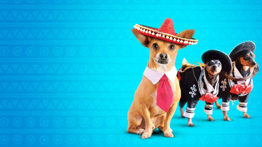 Beverly Hills Chihuahua 3 - Viva La Fiesta! - Backdrop