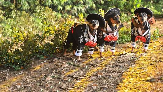 Beverly Hills Chihuahua 3 - Viva La Fiesta! - Backdrop
