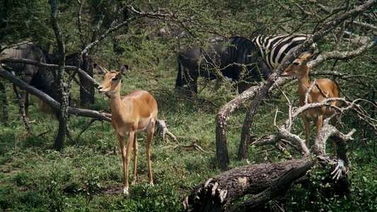 African Bambi - Backdrop
