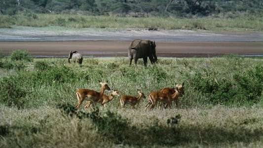 African Bambi - Backdrop