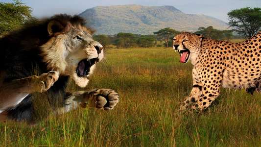Cat Wars: Lion vs. Cheetah - Backdrop
