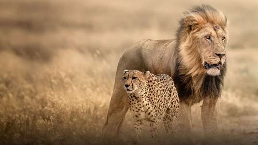 Cat Wars: Lion vs. Cheetah - Backdrop