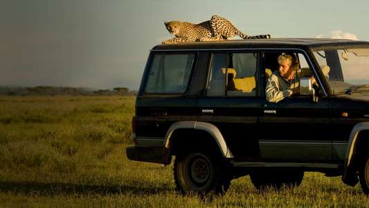 Cat Wars: Lion vs. Cheetah - Backdrop