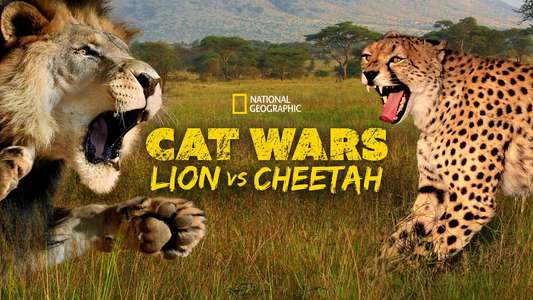 Cat Wars: Lion vs. Cheetah - Backdrop
