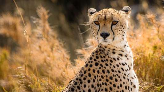 Cat Wars: Lion vs. Cheetah - Backdrop