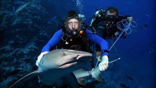 Shark Tracker - Backdrop