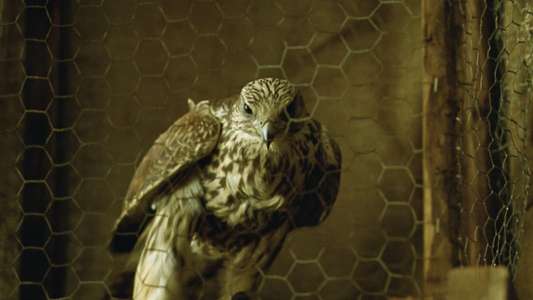 Falcons - Backdrop