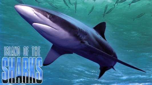 Island of the Sharks - Backdrop