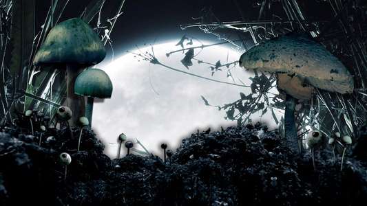 Shrooms - Backdrop