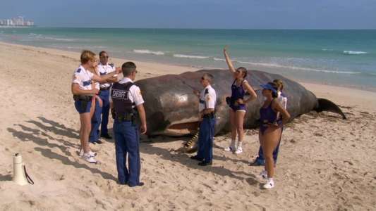 Reno 911!: Miami - Backdrop
