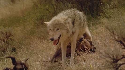 Wolves - Backdrop