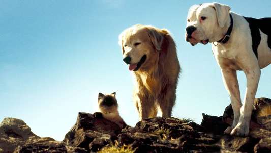 Homeward Bound: The Incredible Journey - Backdrop
