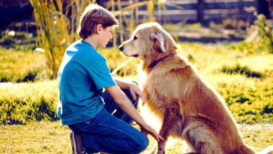 Homeward Bound: The Incredible Journey - Backdrop
