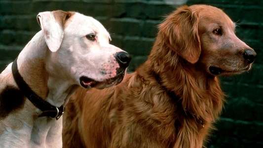 Homeward Bound: The Incredible Journey - Backdrop