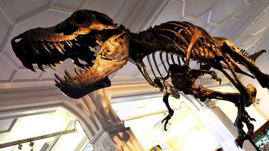 How to Build a Dinosaur - Backdrop