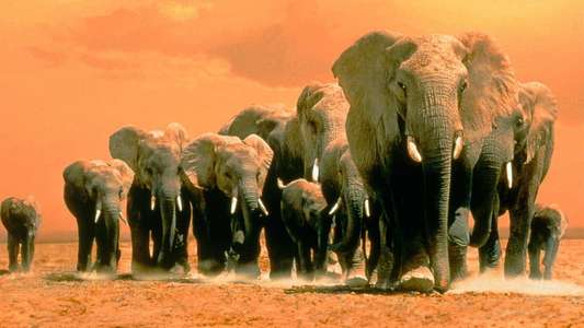 Africa's Elephant Kingdom - Backdrop