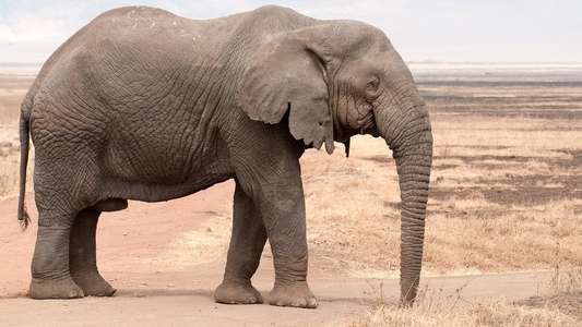 Africa's Elephant Kingdom - Backdrop