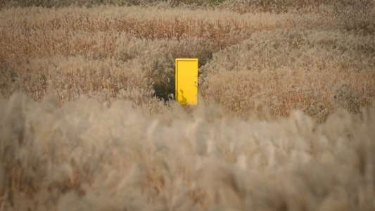 Yellow Door: '90s Lo-fi Film Club - Backdrop