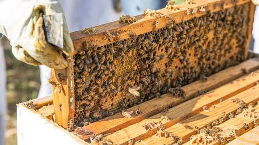 The Last Beekeeper - Backdrop