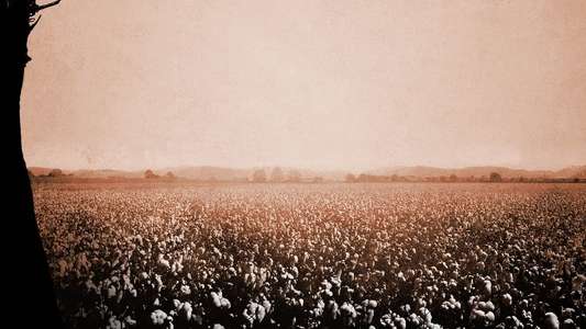 12 Years a Slave - Backdrop