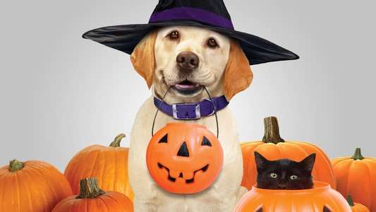 The Dog Who Saved Halloween - Backdrop