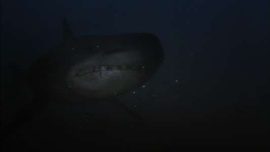 Shark Hunter - Backdrop