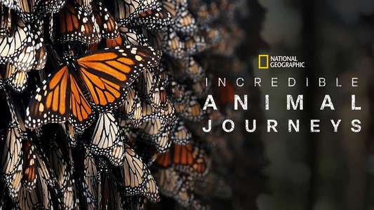 Incredible Animal Journeys - Backdrops