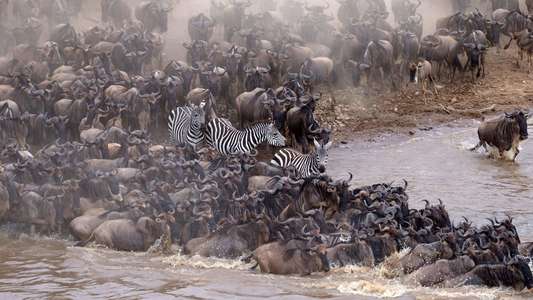 Incredible Animal Journeys - Backdrops