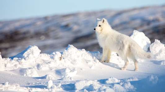 Incredible Animal Journeys - Backdrops
