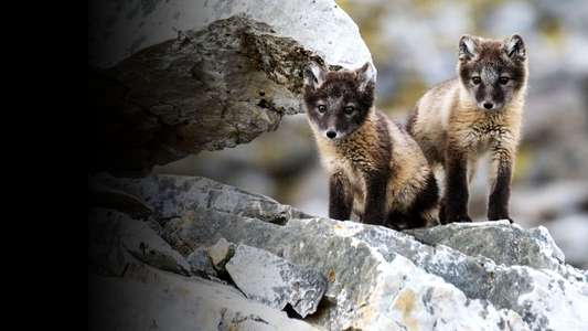 Incredible Animal Journeys - Backdrops