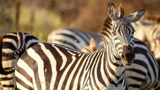 Incredible Animal Journeys - Backdrops