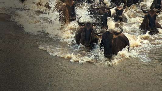 Incredible Animal Journeys - Backdrops