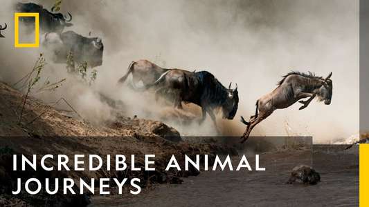 Incredible Animal Journeys - Backdrops
