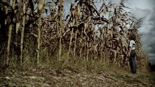 The Fields - Backdrop