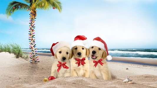 3 Holiday Tails - Backdrop
