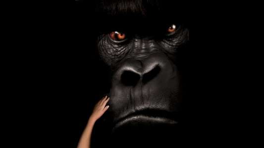 Mighty Joe Young - Backdrops