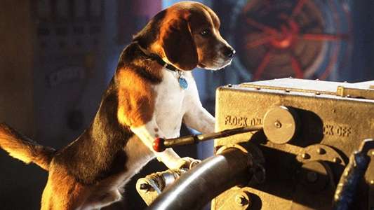 Cats & Dogs - Backdrop