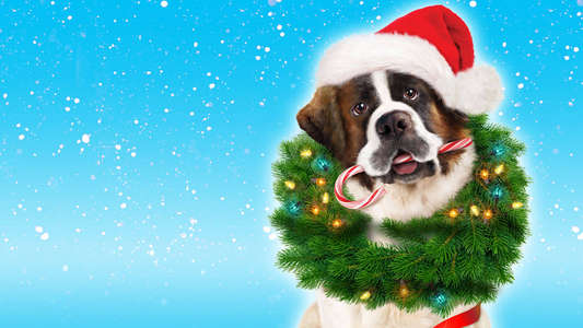 Beethoven's Christmas Adventure - Backdrop
