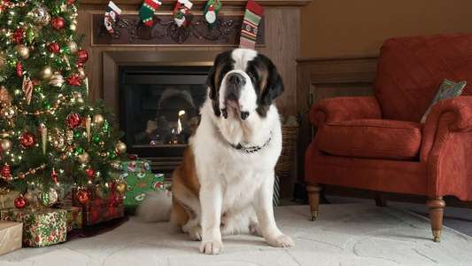 Beethoven's Christmas Adventure - Backdrop