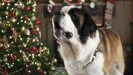 Beethoven's Christmas Adventure - Backdrop
