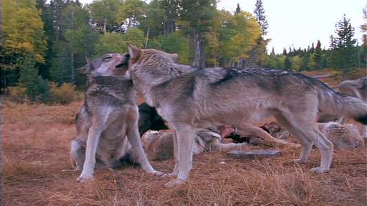 Wolves at Our Door - Backdrop