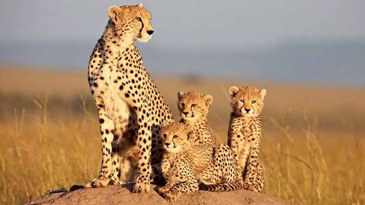African Cats - Backdrops