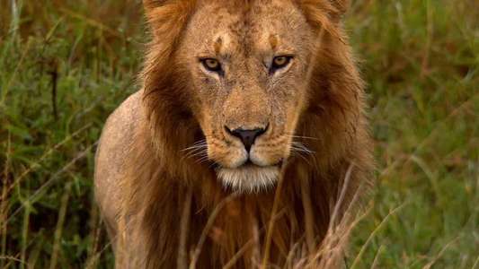 African Cats - Backdrops
