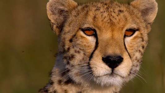 African Cats - Backdrops