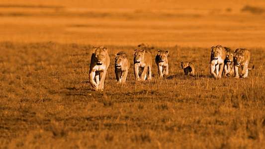 African Cats - Backdrops