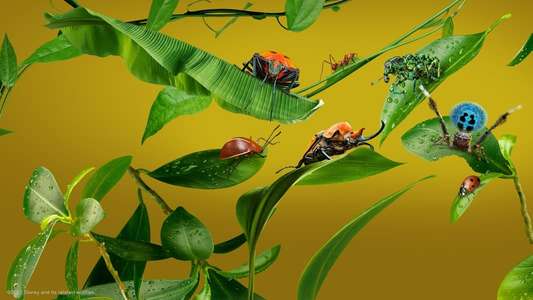A Real Bug's Life - Backdrops