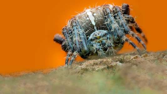 A Real Bug's Life - Backdrops